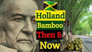 Did you know this about Holland Bamboo in St. Elizabeth Jamaica?