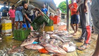 Wow! Fresh Fish In Fresh Seafood Market In Fisherman Village, A Celebration of Fresh Seafood