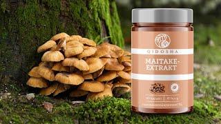 Maitake Vitalpilz