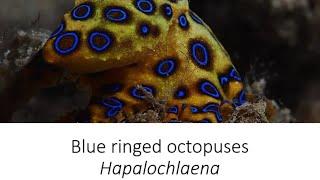 Facts: Blue ringed octopuses, Hapalochlaena | Species Spotlight