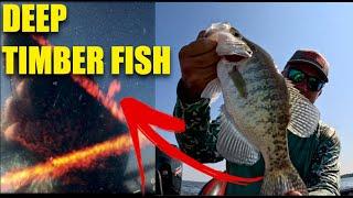 Deeper Timber Crappie (Moving to find bigger crappie)