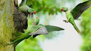 চন্দনা টিয়া পাখির বাসা  | Alexandrine parakeet | Alexandrine parakeet Fighting for a bird's nest |