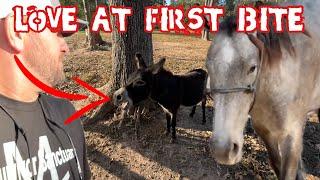 Rescue Horses and Rescue Donkey First Meet