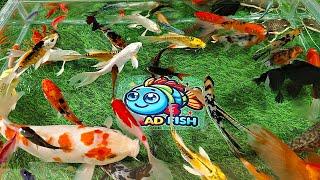 Unboxing Colorful Ornamental Fish, Manfish, Glofish, Koi Fish, Goldfish, Betta Fish, Slayer Fish