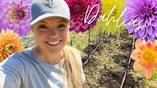 Planting Dahlias in the Flower Field! :: Cut Flower Gardening Zone 9B