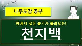 천지백 vs 측백 vs 서양측백 : 무엇이 서로 다를까?