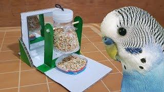 How to make Foraging Toy for budgies