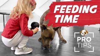 Feeding Time: 10 Fun Ways to Feed Your Dog for Improving Behavior