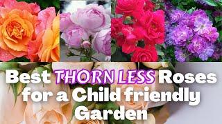 Best thorn less Roses for a Child friendly Garden | Gift these roses to your loved ones
