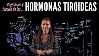 Fisiología endocrina III: Hormonas tiroideas