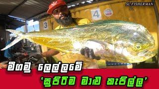 Expert! A Masterclass in Fish Cutting: Straight from Negombo Fish Market, Sri Lanka