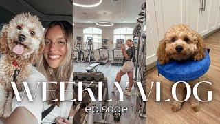 week in my life | dog has surgery, organize the pantry + fridge, come to the gym with me