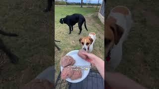 Healthy pre-made raw food for dogs | Darwin’s Pet Food | How to extend your dog’s life 