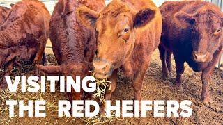 LIVE with The Red Heifers and Rain at Ancient Shilo in Israel