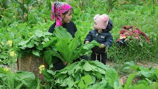 Harvesting green vegetables to sell at the market, life in the countryside, life of a single mother