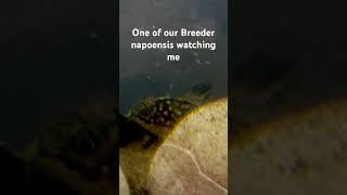 Napoensis watching me #fishtank #catfish #corydoras #pleco #aquarium #freshwaterfish #fishkeeping