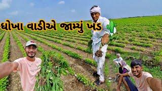 એક વાડી નેદાય ગઇ||હવે ધોખા વાડી નો વારો || village life