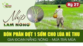 NHỊP LÀM NÔNG KỲ 27 | BÓN PHÂN ĐỢT 1 SỚM CHO LÚA HÈ THU | GIAI ĐOẠN NẮNG NÓNG - MƯA TRÁI MÙA