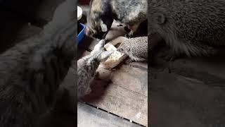 Котята ищут дом!Ежик идет бонусомНаглость-второе счастье #россия #котята#ежик #домашниеживотные