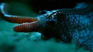 Seltene Riesenschnecke labt sich an Regenwurm | Wild New Zealand | BBC Earth