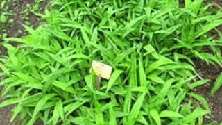 DNA conversion of Carex Siderosticta Plastid - Photosystem II.
