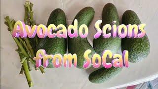 Avocado  Scions from SoCal - Black Beauty, De La Creme & Pajacado