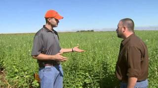 Sesame Production and Weed Control