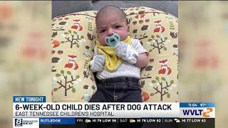 6-week-old child dies after attack from family dog