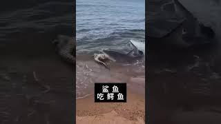 "The Ultimate Battle: Shark vs. Crocodile."Oke, #Viral #YouTubeShorts #Action #Wildlife #Nature