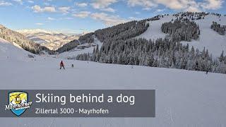 Skiing behind a dog in Mayrhofen (Horberg) | Zillertal 3000