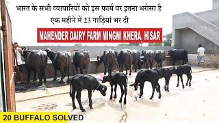 सबसे सस्ते रेट व ज्यादा गाड़ी भरता हू || MAHENDER DAIRY FARM MINGNI KHERA