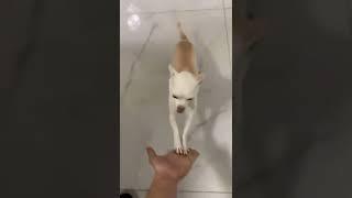 Niki the angry chihuahua