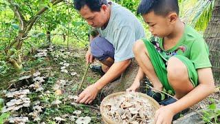 Bất Ngờ Phát Hiện Được Ổ Nấm Mối Mọc Đầy Vườn Nhổ Thấy Mê|tập155