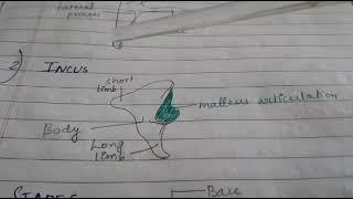 Auditory ossicles -Malleus , Incus & Stapes -Structure (Skeletal system)