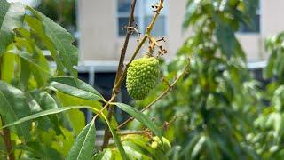 Sweetheart Lychee Tree May 2024