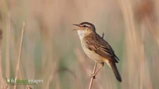 Sedge Warbler