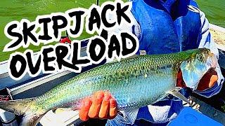 Tips for Catching and Freezing Skipjack Herring.