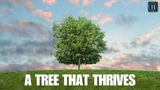 Live Sunday Service: "A Tree That Thrives"