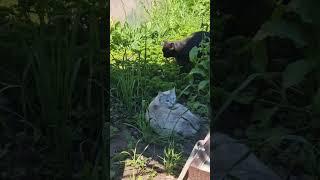 Встреча двух котов. #cat #кот #кошки #животные
