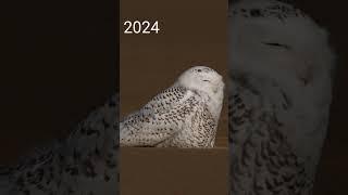 SNOWY OWL #DOCUMENTARY #subscribe #geographic #wildlife #youtube #epic #glow #music #nature