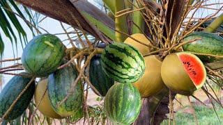 Great idea to combine coconut with watermelon for fast results