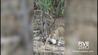 Python vs Impala vs Lions - Full Video