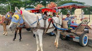 KUDA DELMAN BKT JAKARTA  | DELMAN BKT | LAGU NAIK DELMAN ISTIMEWA