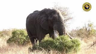 Graceful Elephant Ears Flapping While Grazing