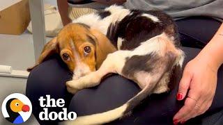 Emaciated Beagle Puppy Is Absolutely Thriving Now | The Dodo