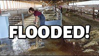 Our MILLION DOLLAR RAIN sure left a mark!! ...there's water EVERYWHERE!   Vlog 805