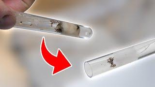 How To Move Your Ant Colony!