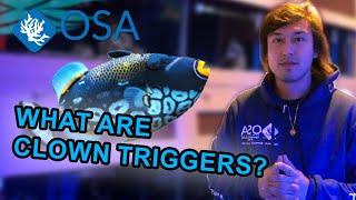 What are Clown Triggerfish? | What is a Fish with Taras