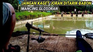 MANCING GLOSORAN !!! GALAPUNG IKAN MAS