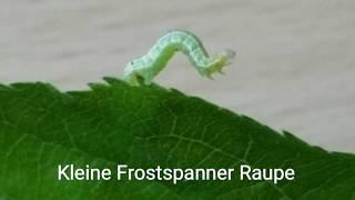 Kleiner Frostspanner Raupe #LoveNature #Raupe #RaupenImApril #RaupenInDeutschland #GrüneRaupe